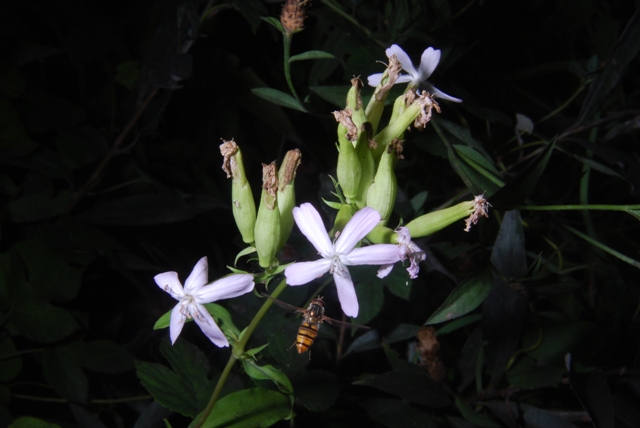 Saponaria officinalis
